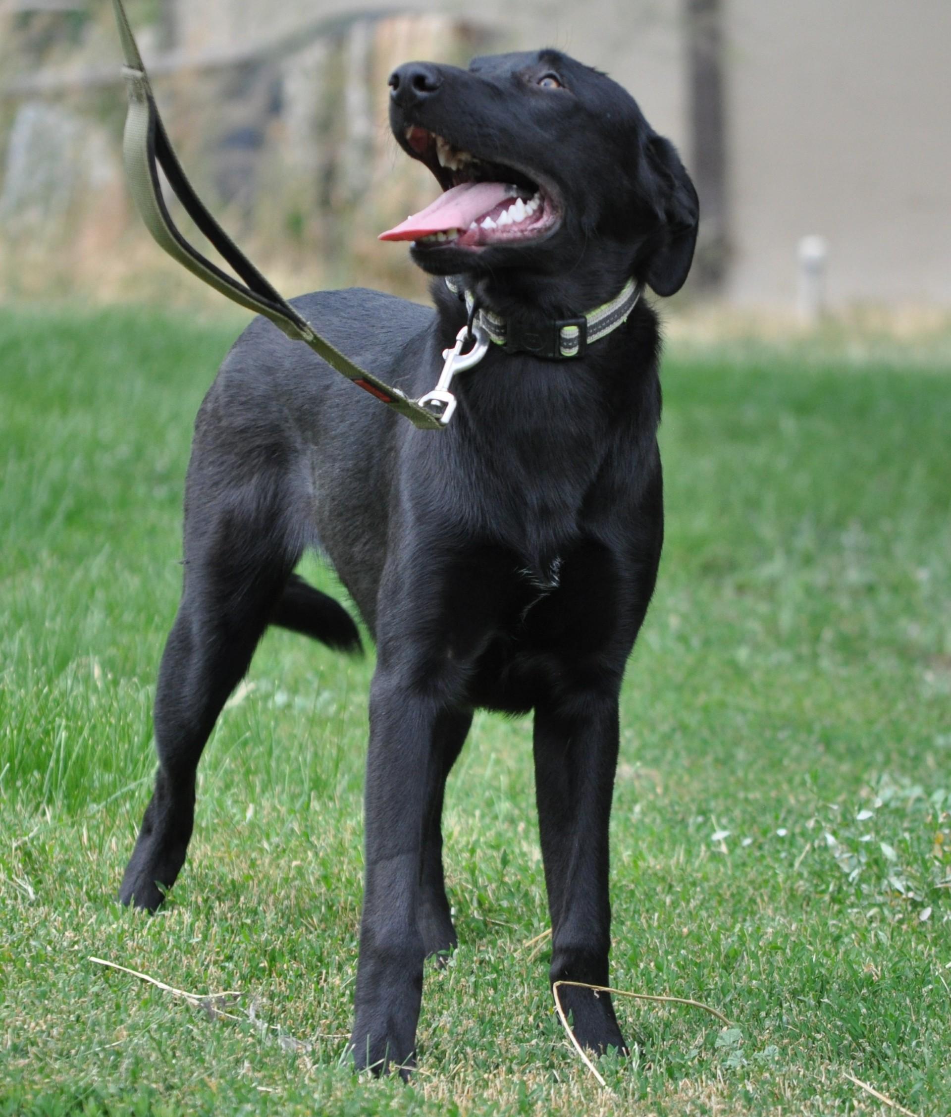 Osito, an adoptable Shepherd in Union Gap, WA, 98903 | Photo Image 2