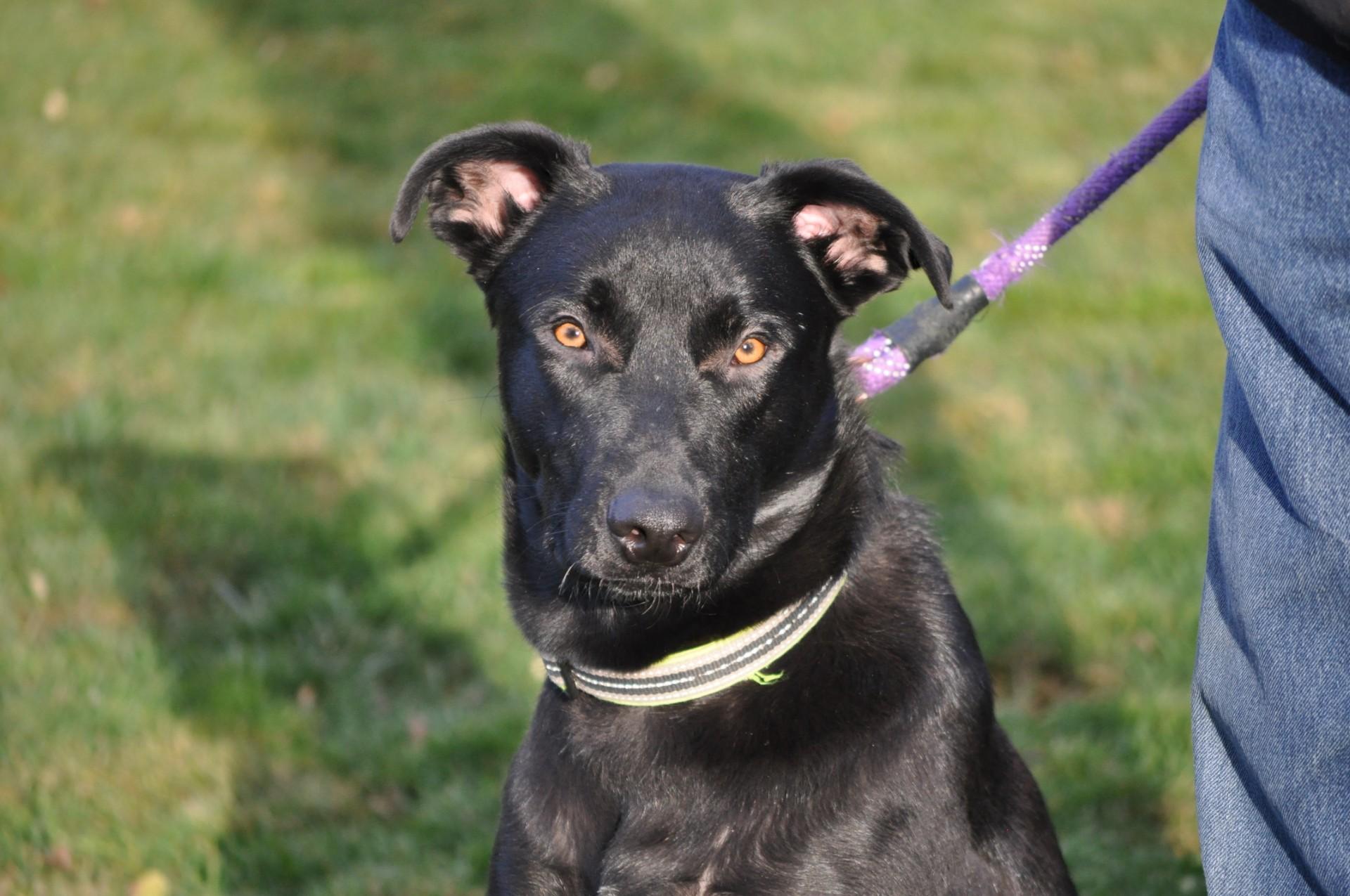 Osito, an adoptable mixed breed in Union Gap, WA image 2/6