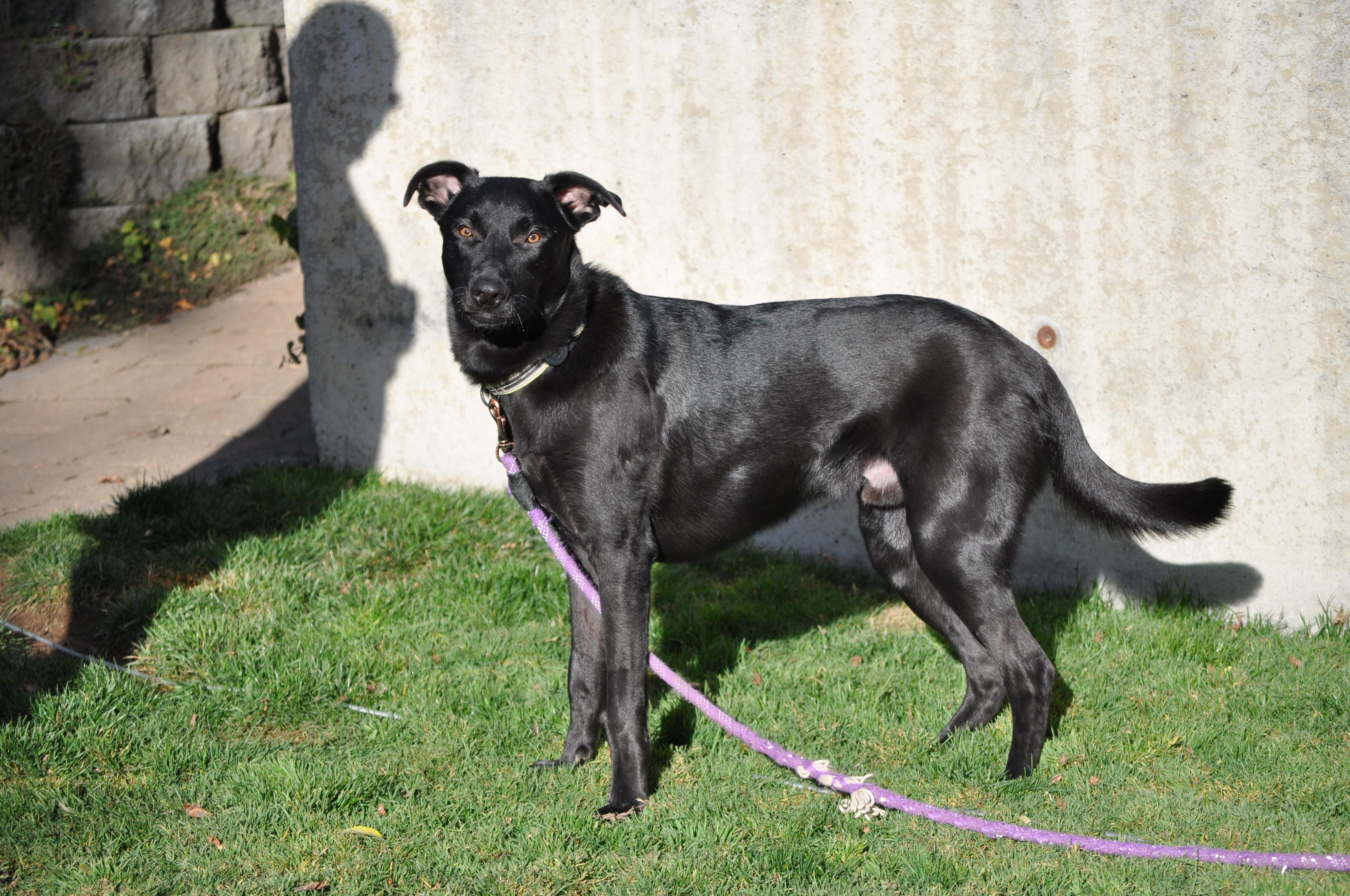 Osito, an adoptable mixed breed in Union Gap, WA image 3/6