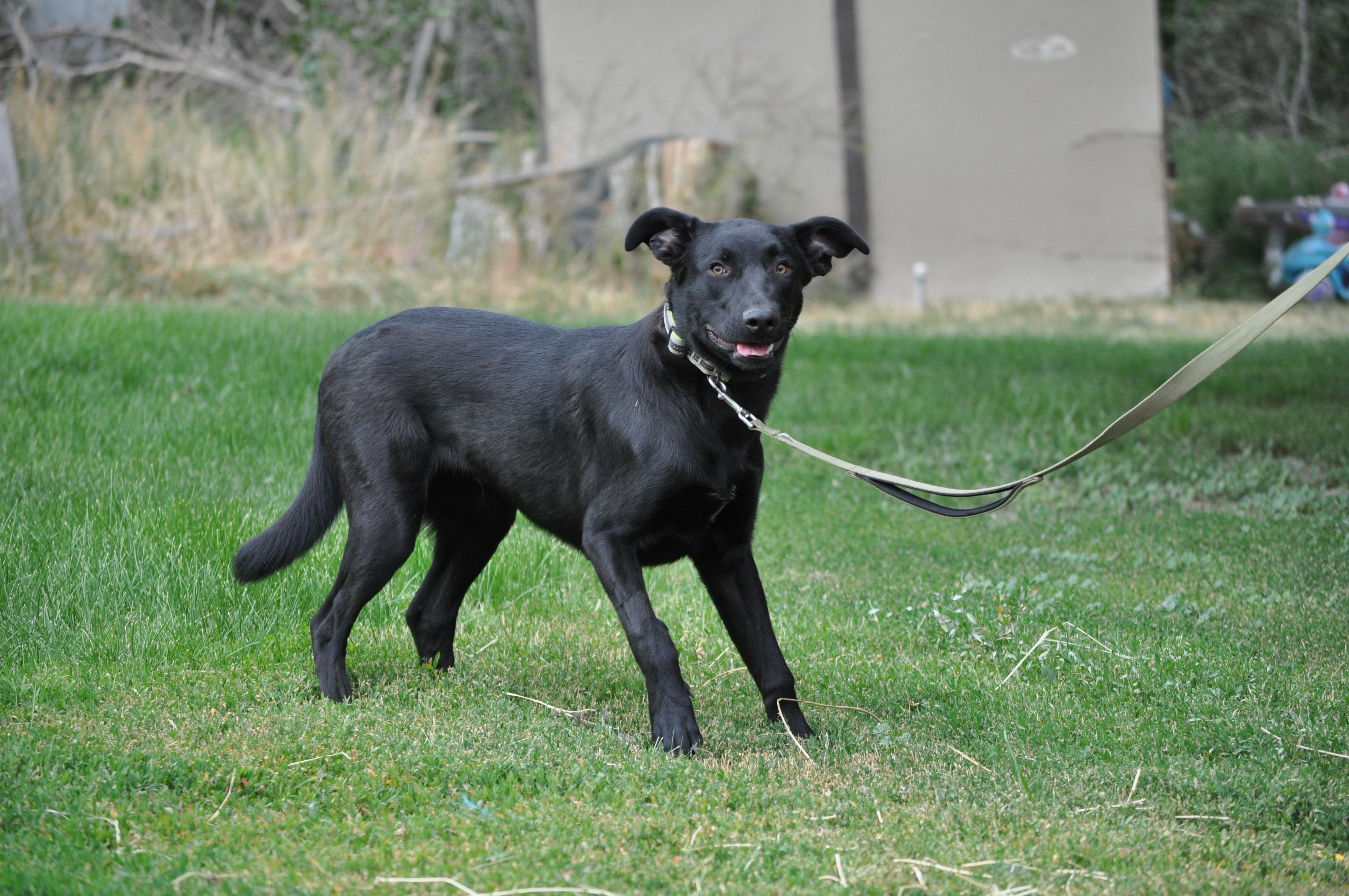 Osito, an adoptable Shepherd in Union Gap, WA, 98903 | Photo Image 5
