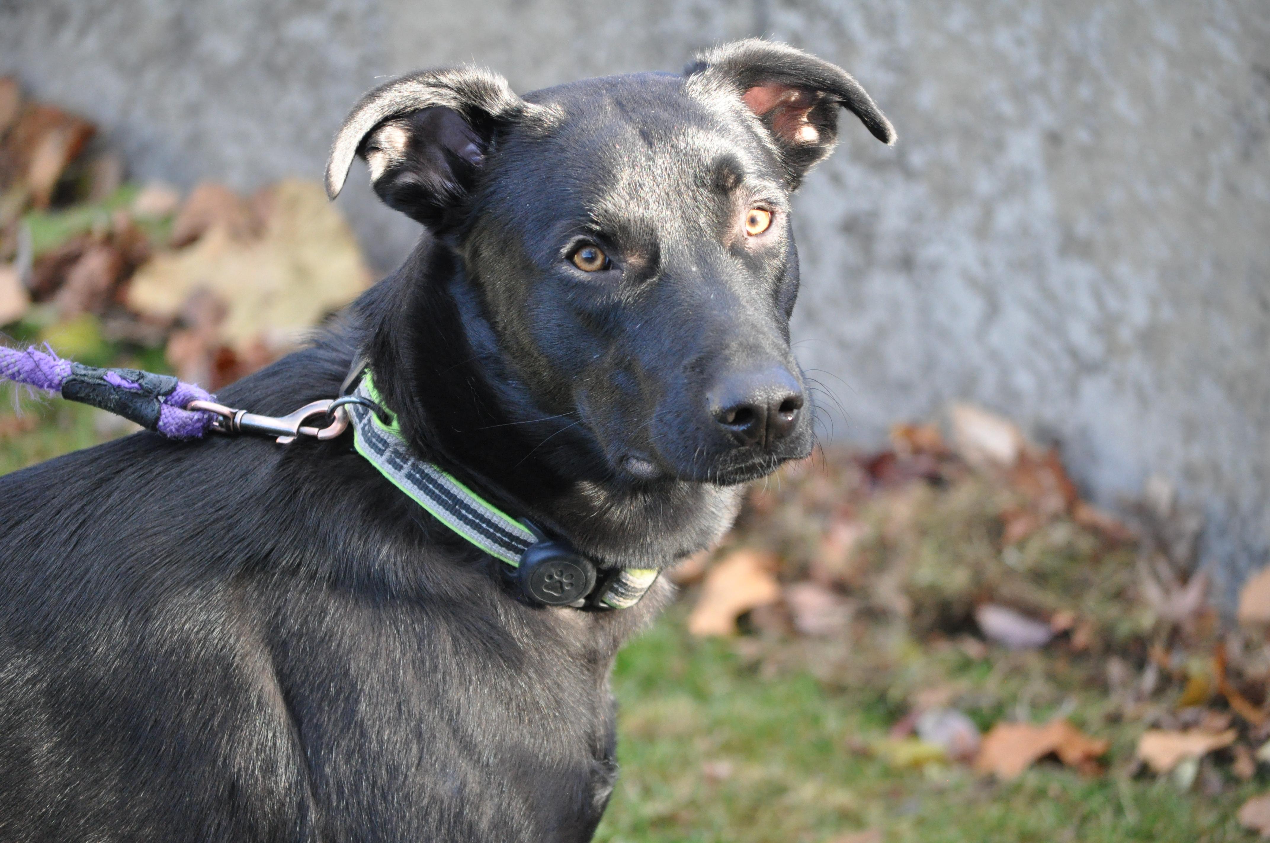 Osito, an adoptable mixed breed in Union Gap, WA image 4/6