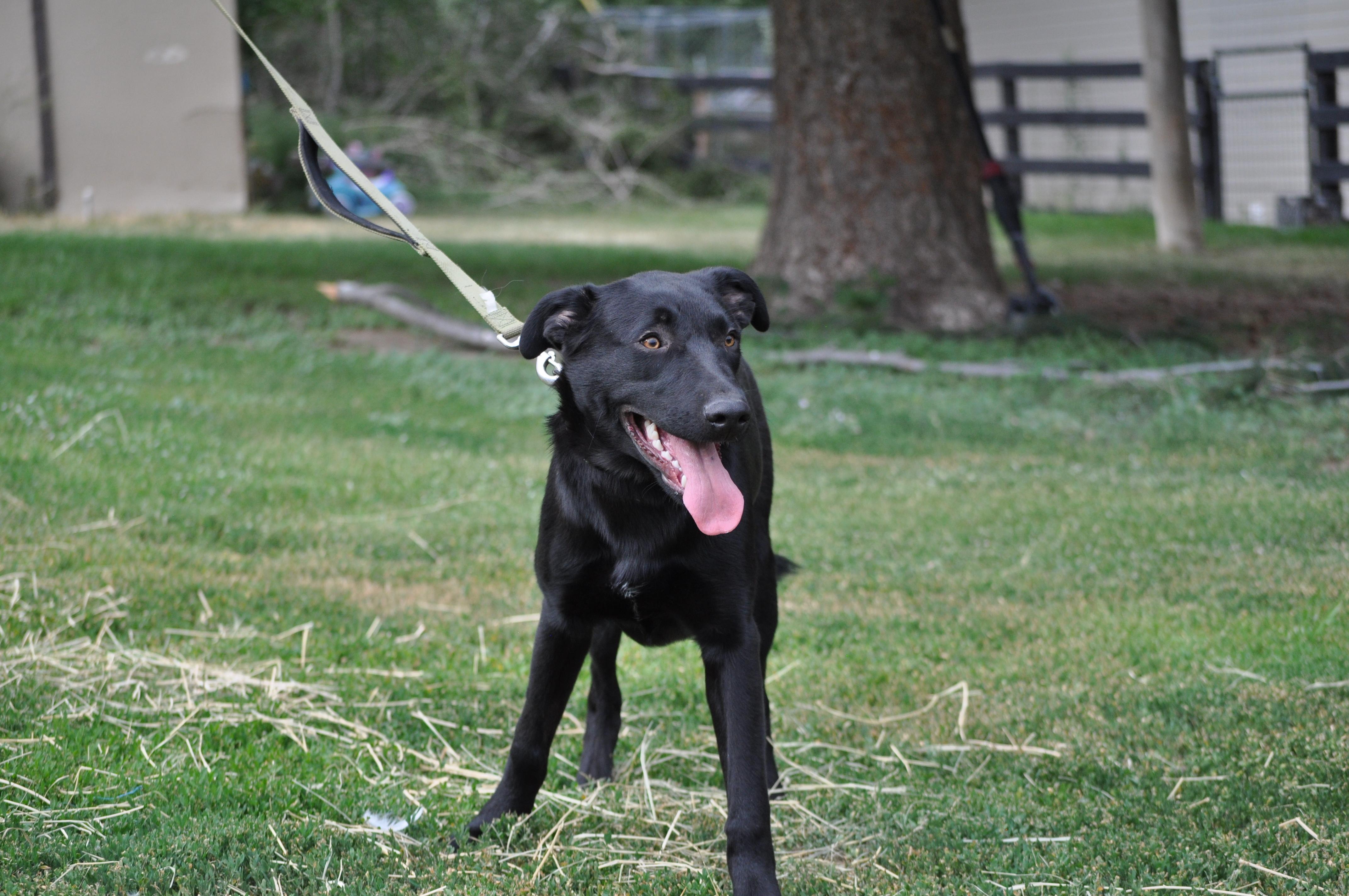 Osito, an adoptable Shepherd in Union Gap, WA, 98903 | Photo Image 3