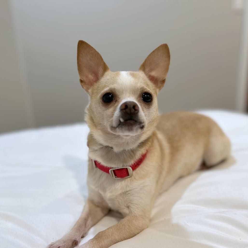 Enlarge Sorbet, a Adoptable mixed breed in Woodinville, WA image 1/6