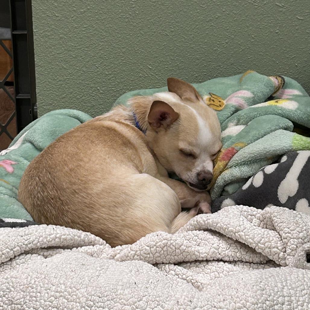 Enlarge Sorbet, a Adoptable mixed breed in Woodinville, WA image 2/6