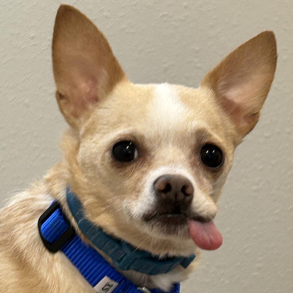 Enlarge Sorbet, a Adoptable mixed breed in Woodinville, WA image 4/6