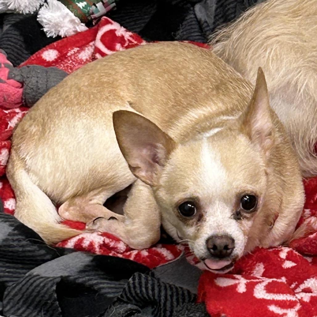 Enlarge Sorbet, a Adoptable mixed breed in Woodinville, WA image 5/6