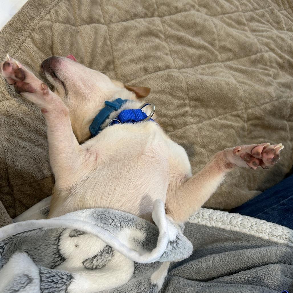 Enlarge Sorbet, a Adoptable mixed breed in Woodinville, WA image 6/6