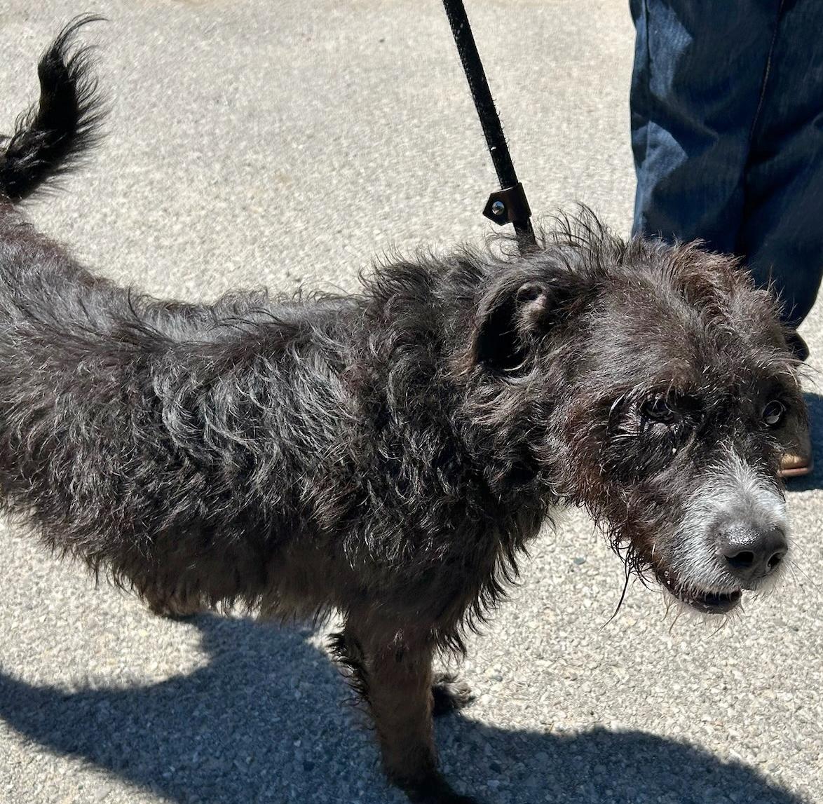Enlarge Bailey, a ADOPTABLE mixed breed in Traverse City, MI image 2/2