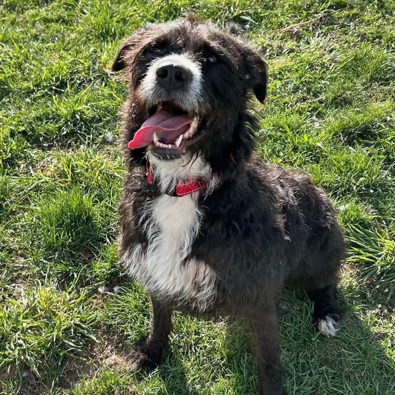 Bailey, ADOPTABLE, Adult Female German Wirehaired Pointer & Terrier.