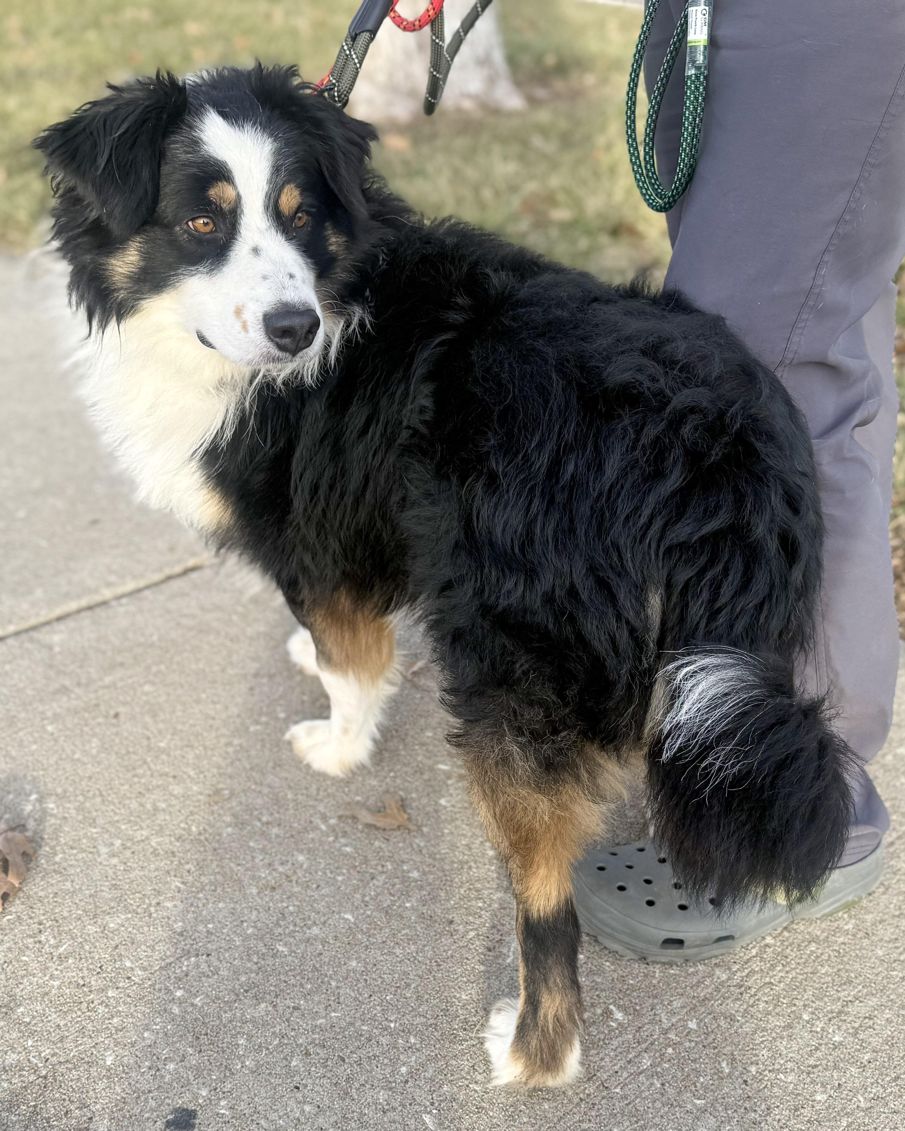 Enlarge Oliver, a ADOPTABLE Australian Shepherd in Olathe, KS image 2/6