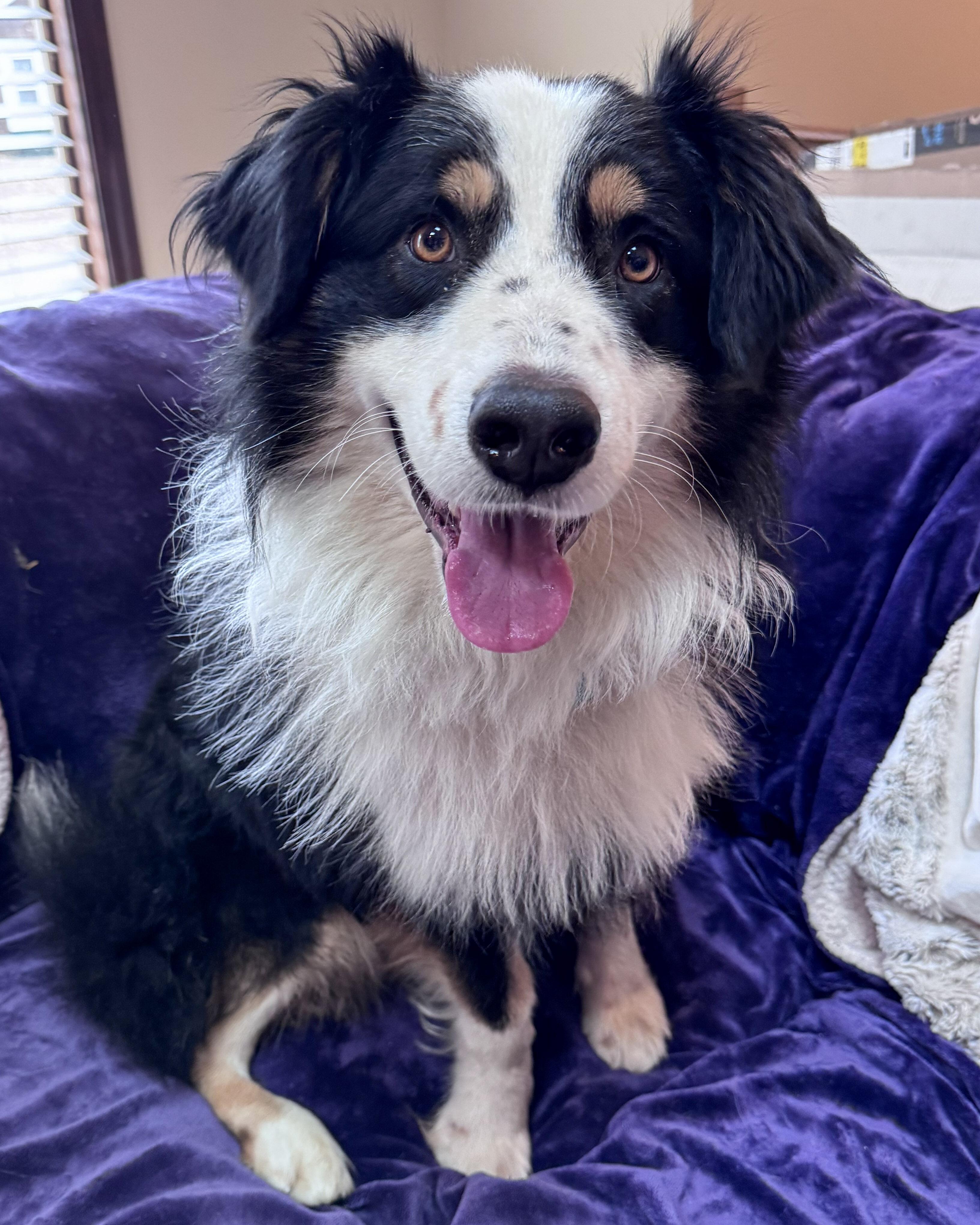 Enlarge Oliver, a ADOPTABLE Australian Shepherd in Olathe, KS image 4/6