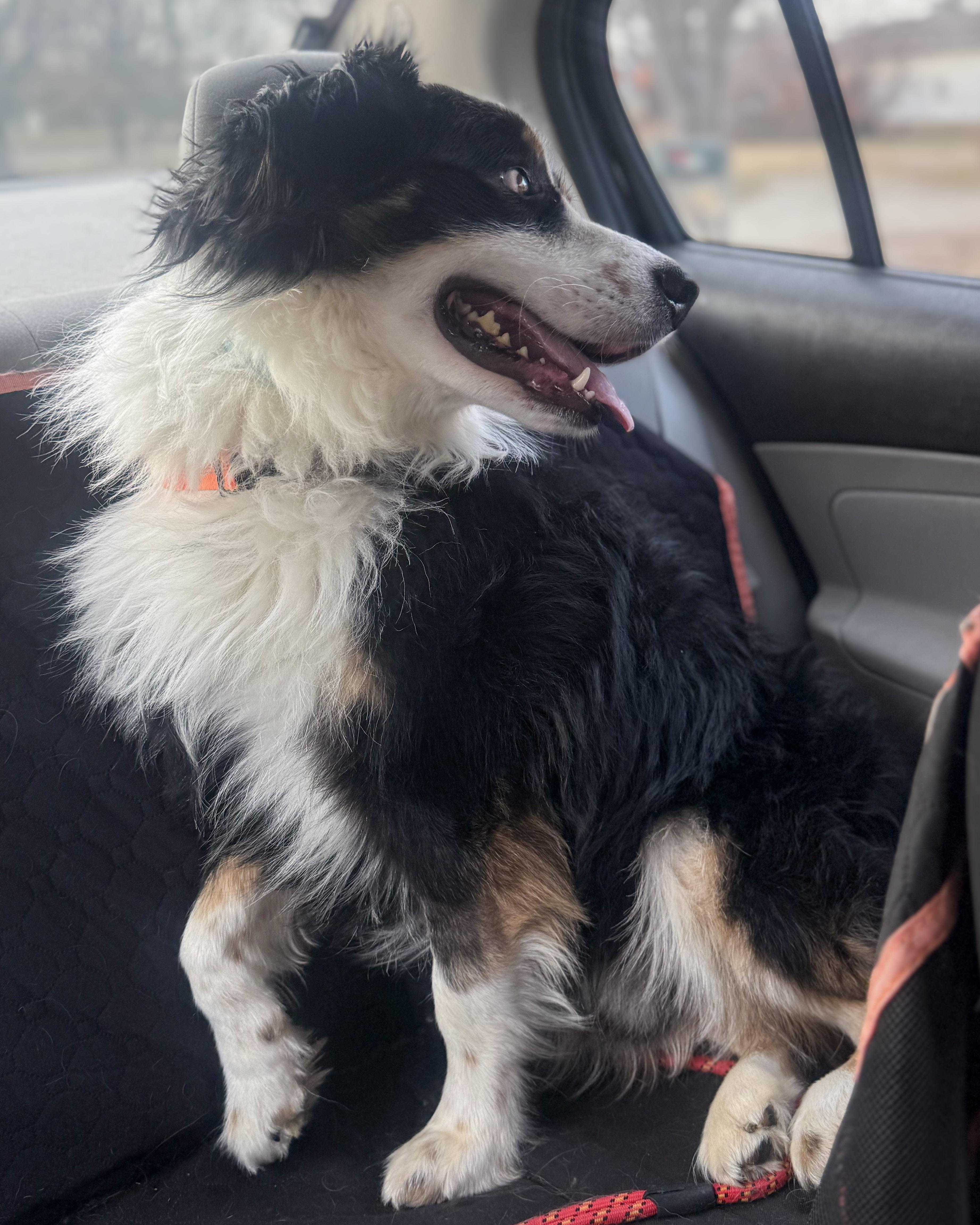 Enlarge Oliver, a ADOPTABLE Australian Shepherd in Olathe, KS image 6/6