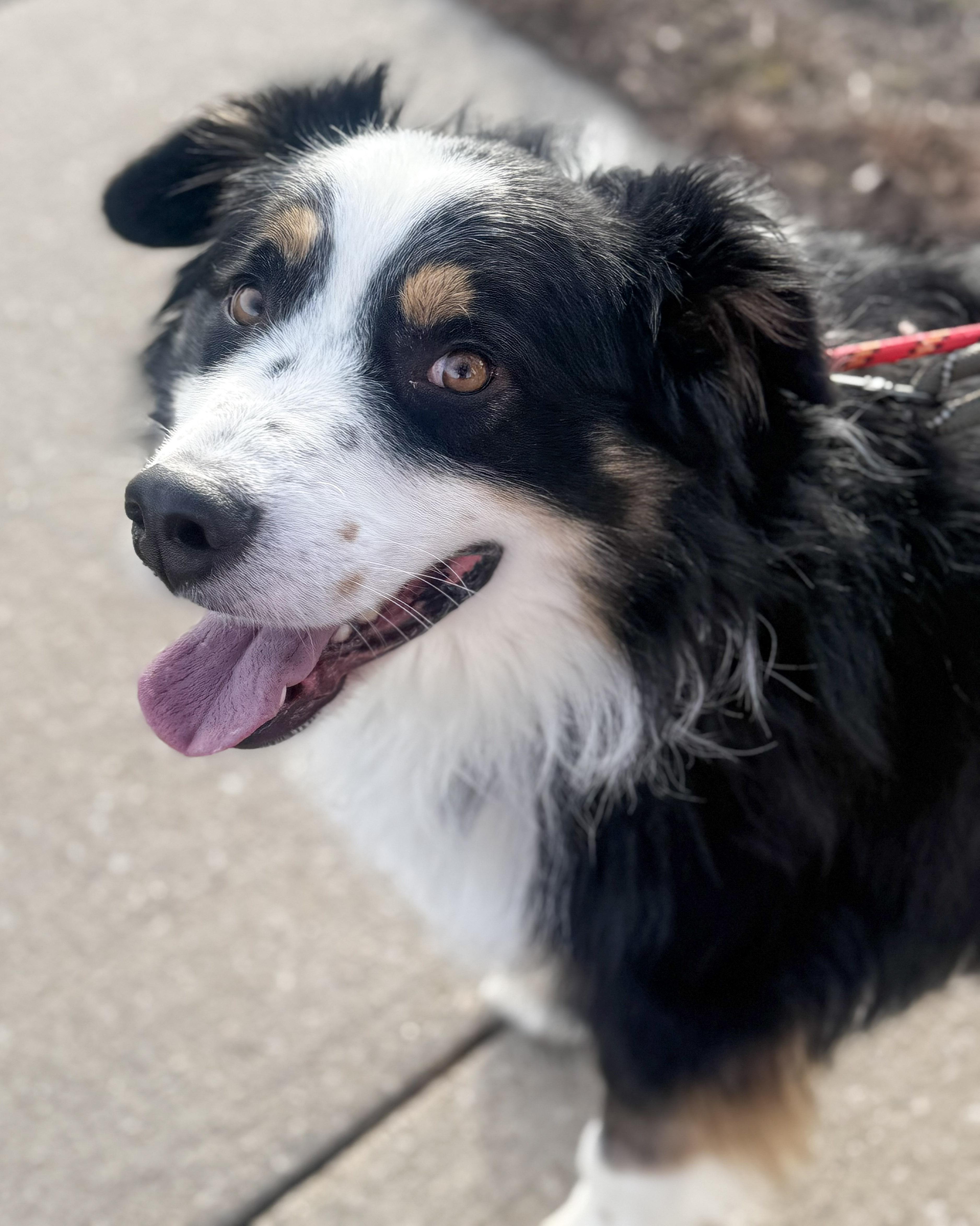 Enlarge Oliver, a ADOPTABLE Australian Shepherd in Olathe, KS image 5/6