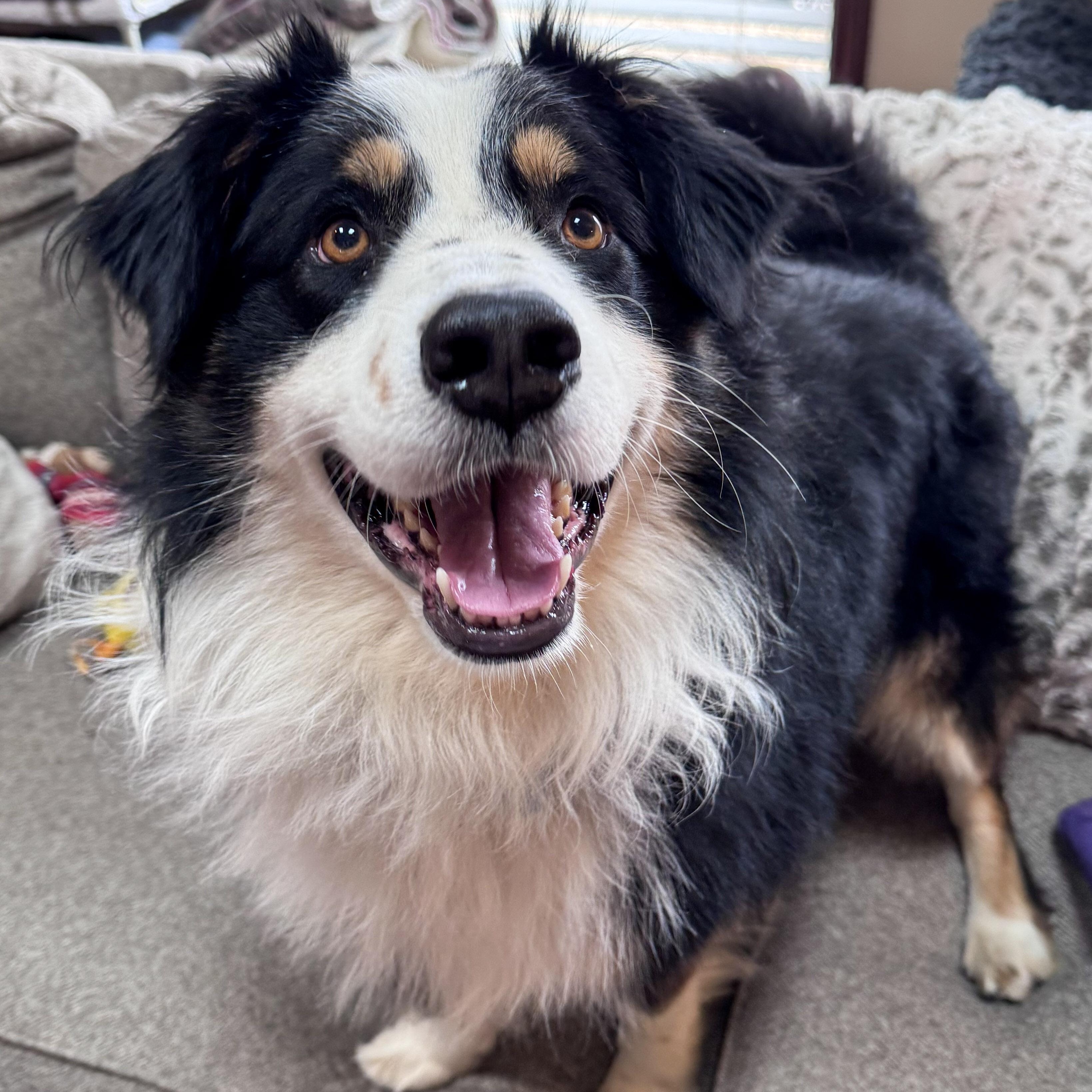 Oliver, ADOPTABLE, Adult Male Australian Shepherd.