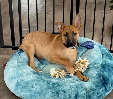 Enlarge VANCOUVER, a Adopted German Shepherd Dog in GILBERTS, IL image 1/3