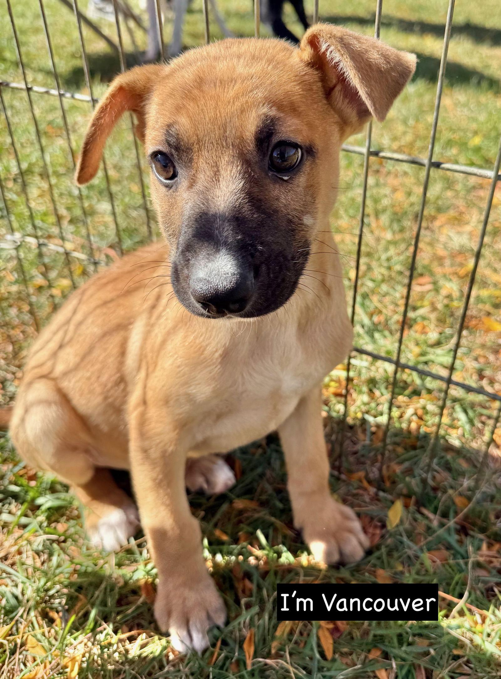 VANCOUVER, Adoptable, Puppy Male German Shepherd Dog.