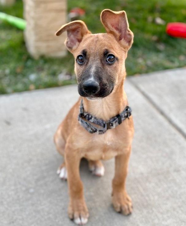 Enlarge VANCOUVER, a Adopted German Shepherd Dog in GILBERTS, IL image 2/3
