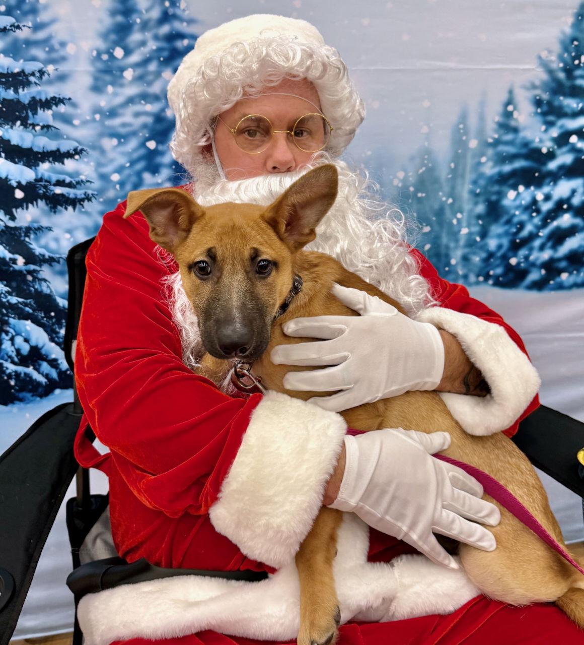 Enlarge VANCOUVER, a Adopted German Shepherd Dog in GILBERTS, IL image 3/3