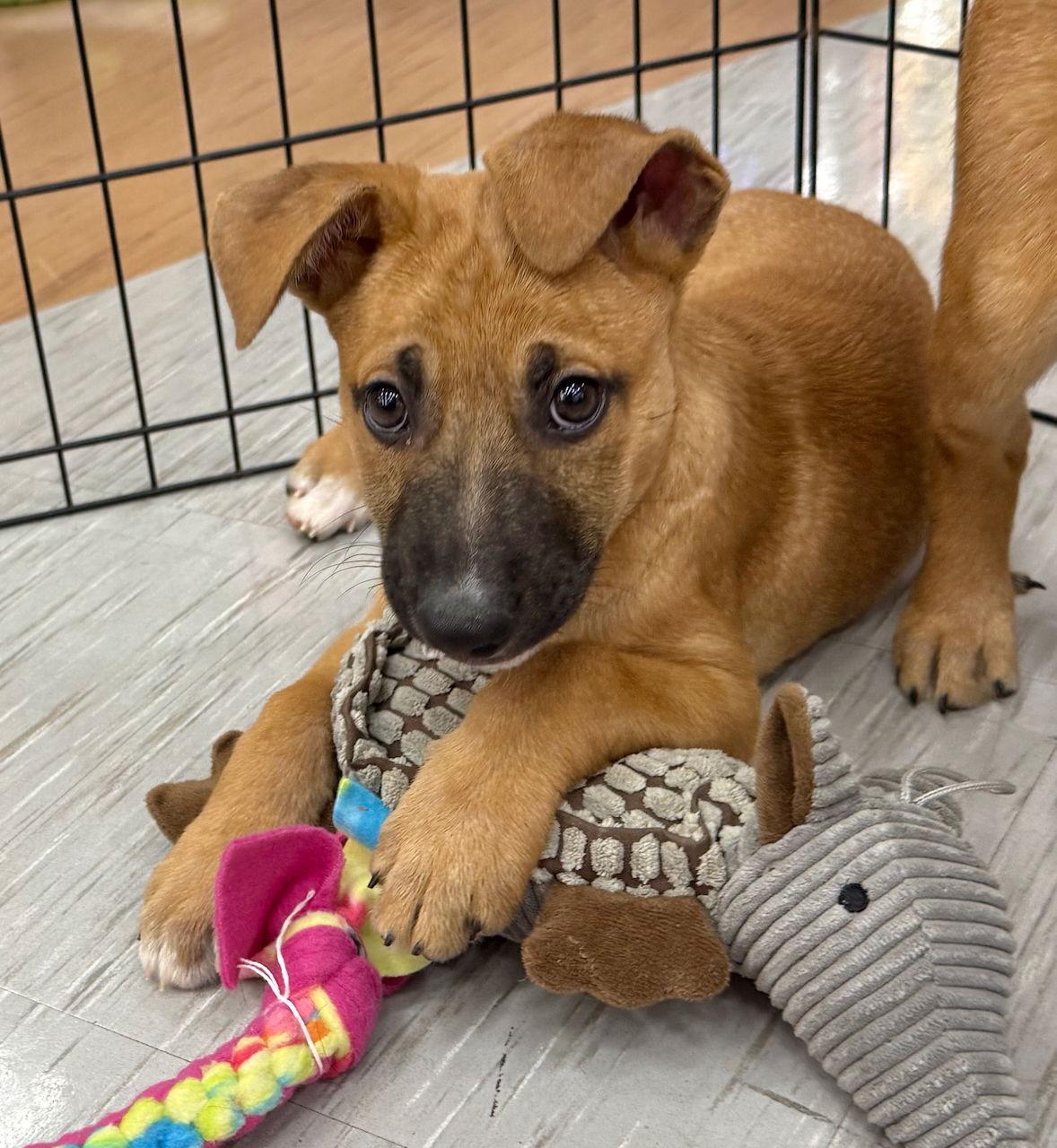 VANCOUVER, a Adoptable German Shepherd Dog in GILBERTS, IL image 3/3