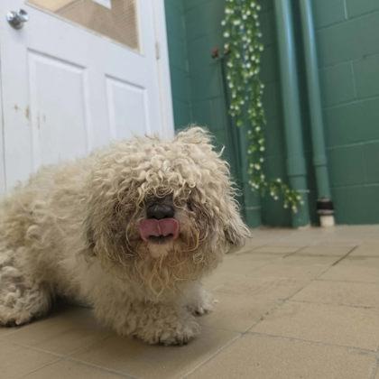 Mrs. Mop, Adoptable, Adult Female Terrier & Mixed Breed.