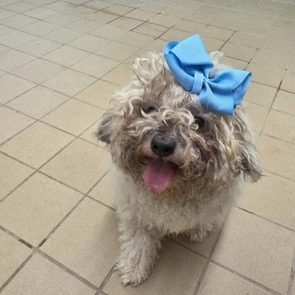 Mrs. Mop, a Adoptable mixed breed in Scottsbluff, NE image 2/3