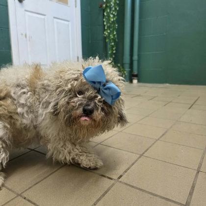 Mrs. Mop, a Adoptable mixed breed in Scottsbluff, NE image 3/3