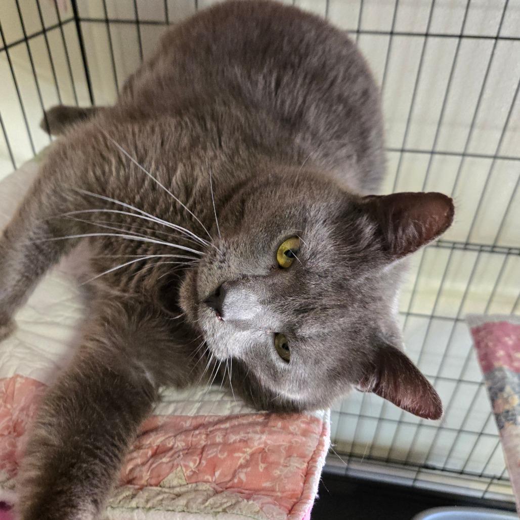 Ruger, Adoptable, Adult Male Domestic Short Hair.