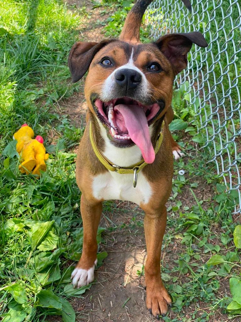 Scooter, Adoptable, Young Male Mixed Breed.