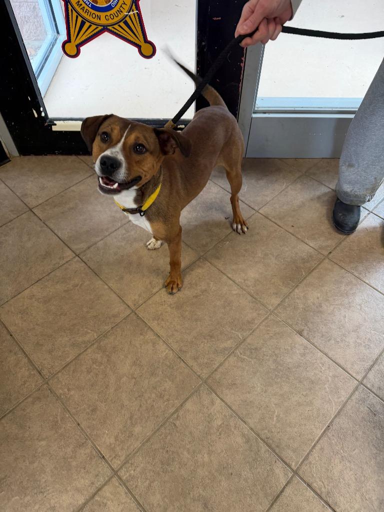 Scooter, Adoptable, Young Male Mixed Breed.