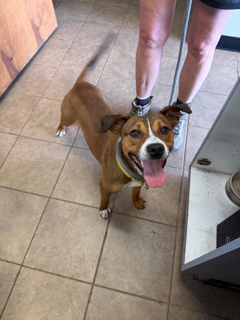 Scooter, Adoptable, Young Male Mixed Breed.