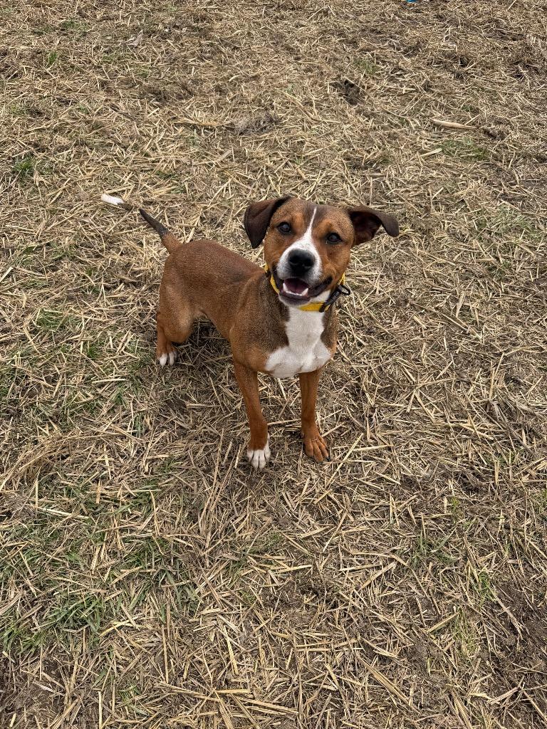 Enlarge Scooter, a Adoptable mixed breed in Marion, OH image 2/3