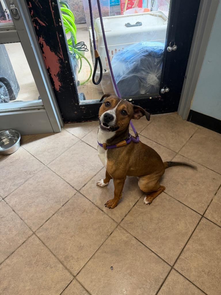 Enlarge Scooter, a Adoptable mixed breed in Marion, OH image 3/3