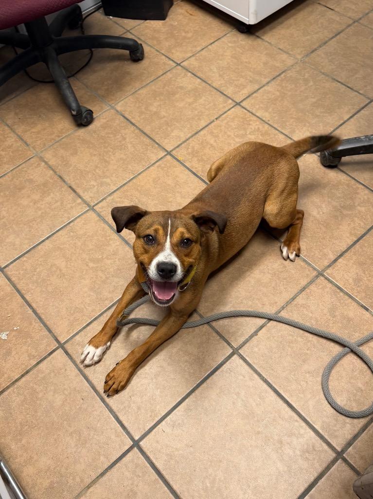 Enlarge Scooter, a Adoptable mixed breed in Marion, OH image 3/3