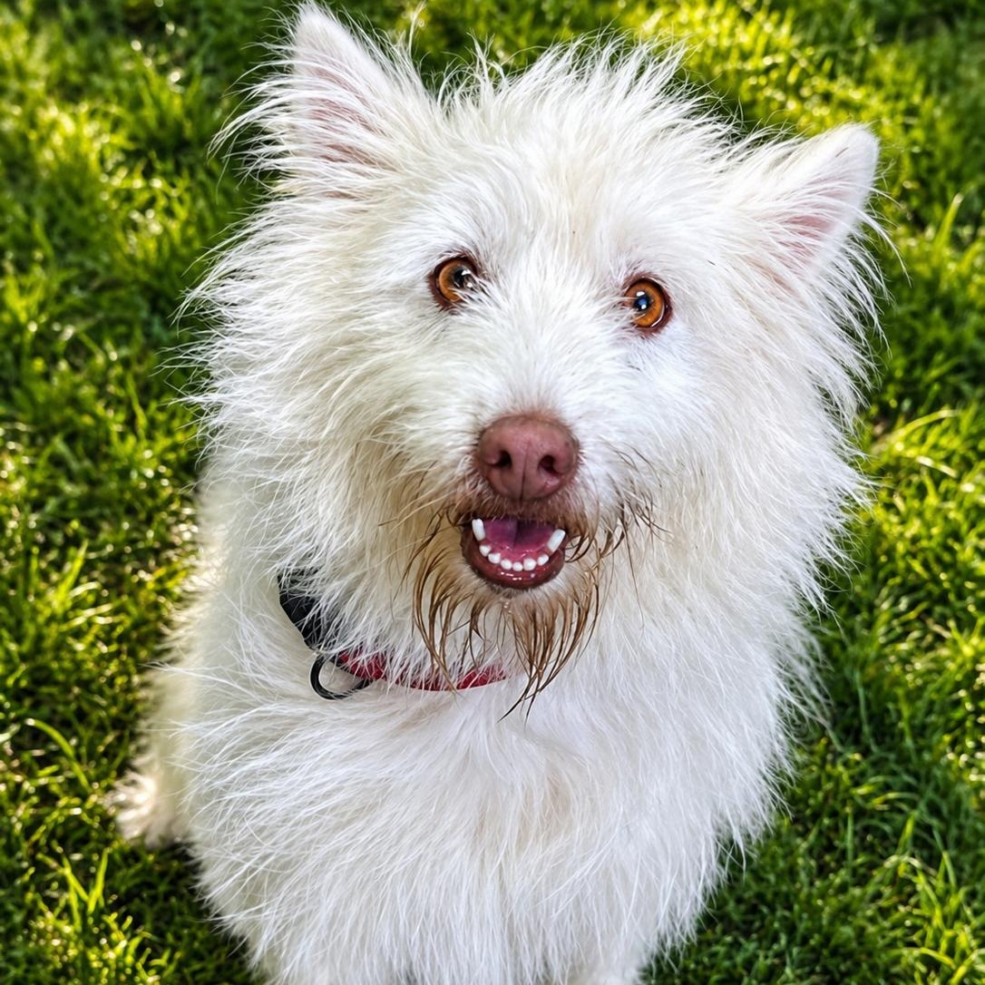 Enlarge YETI, an adopted mixed breed in Cranston, RI image 1/1