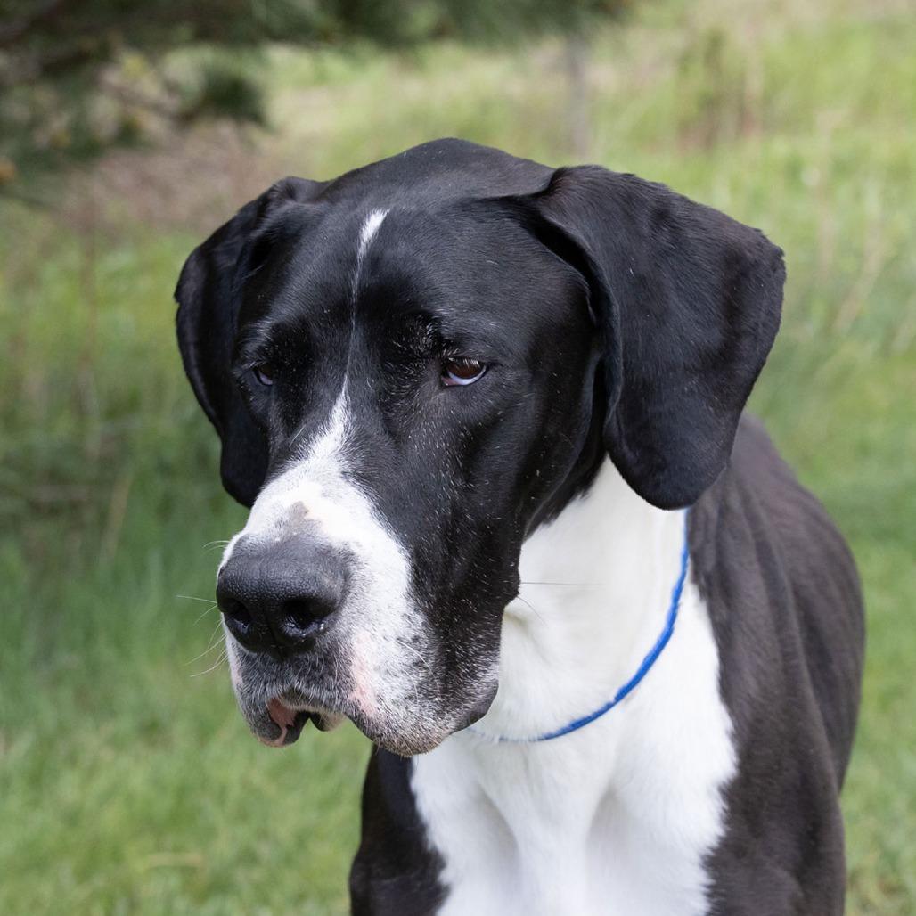 Sammy, a Adoptable Great Dane in Erie, PA image 1/6