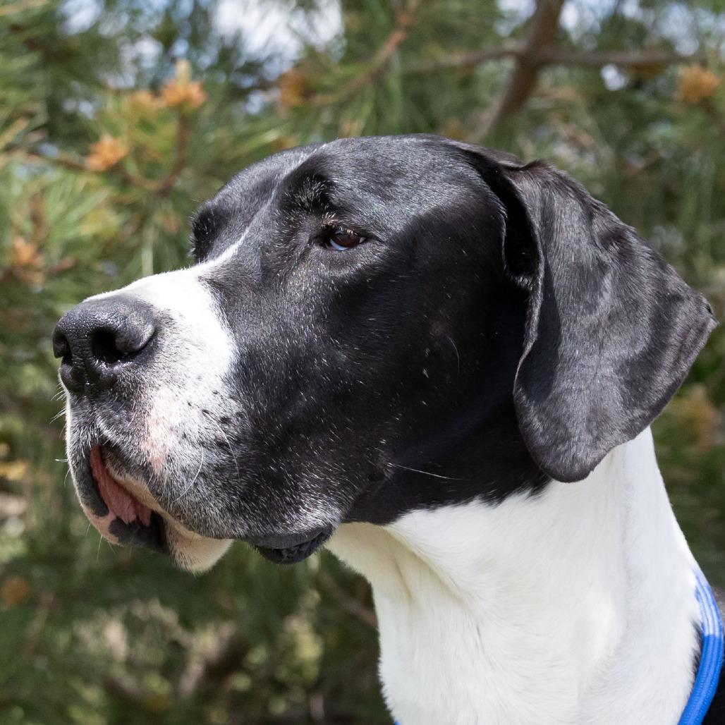 Sammy, a Adoptable Great Dane in Erie, PA image 2/6