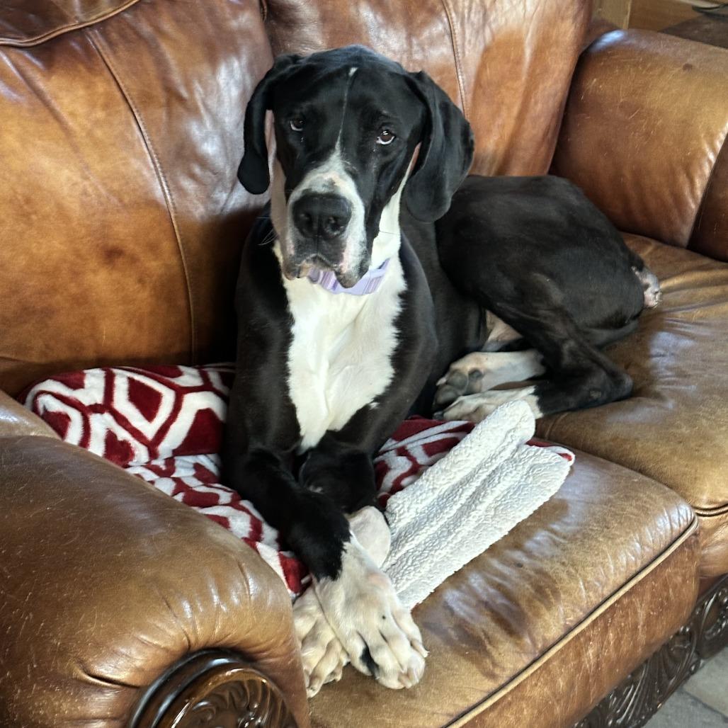 Sammy, a Adoptable Great Dane in Erie, PA image 3/6