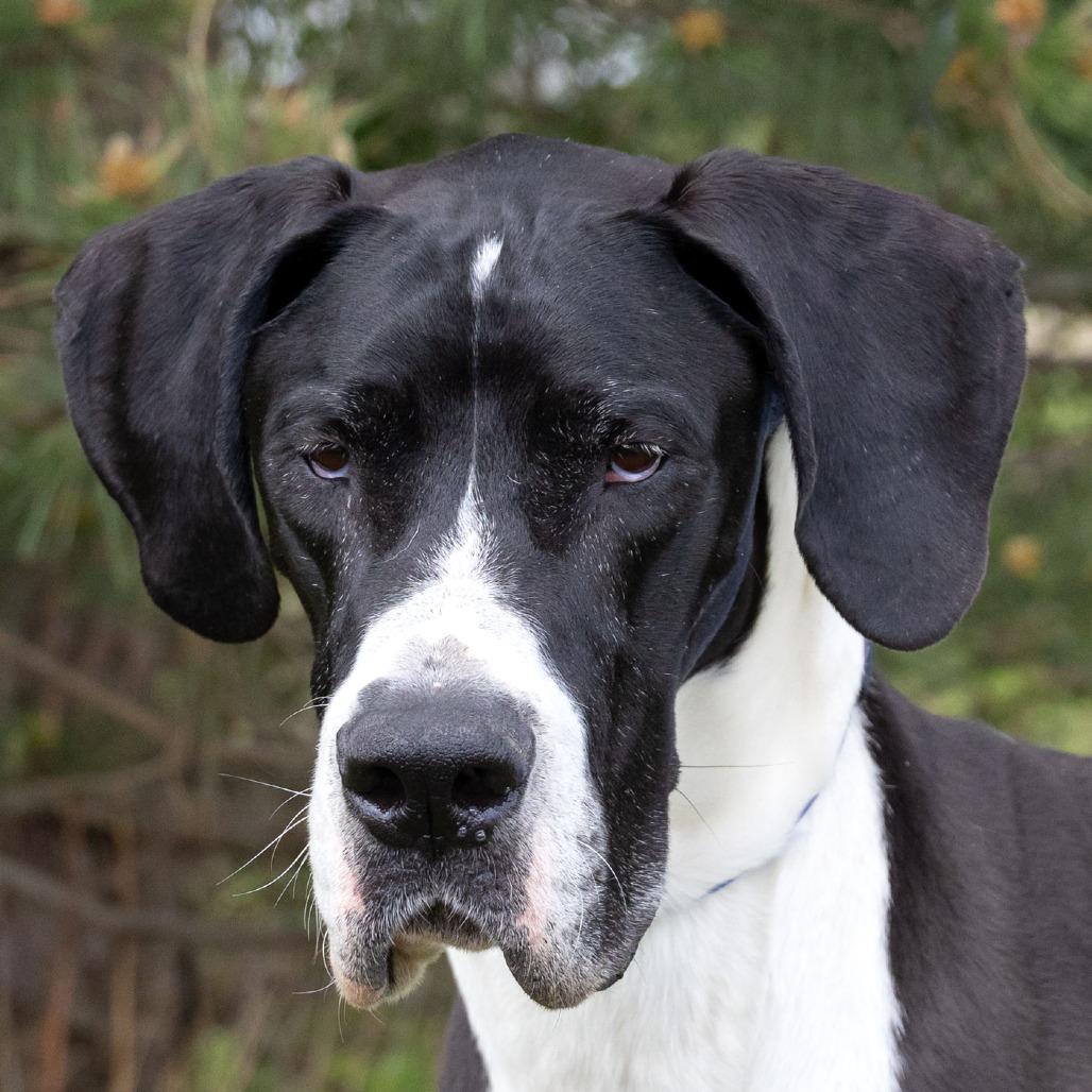 Sammy, a Adoptable Great Dane in Erie, PA image 4/6
