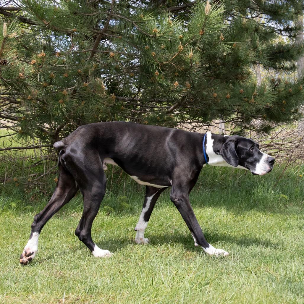 Sammy, a Adoptable Great Dane in Erie, PA image 5/6