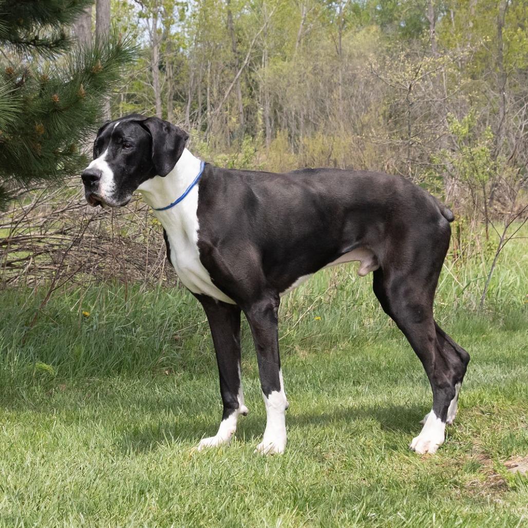 Sammy, a Adoptable Great Dane in Erie, PA image 6/6