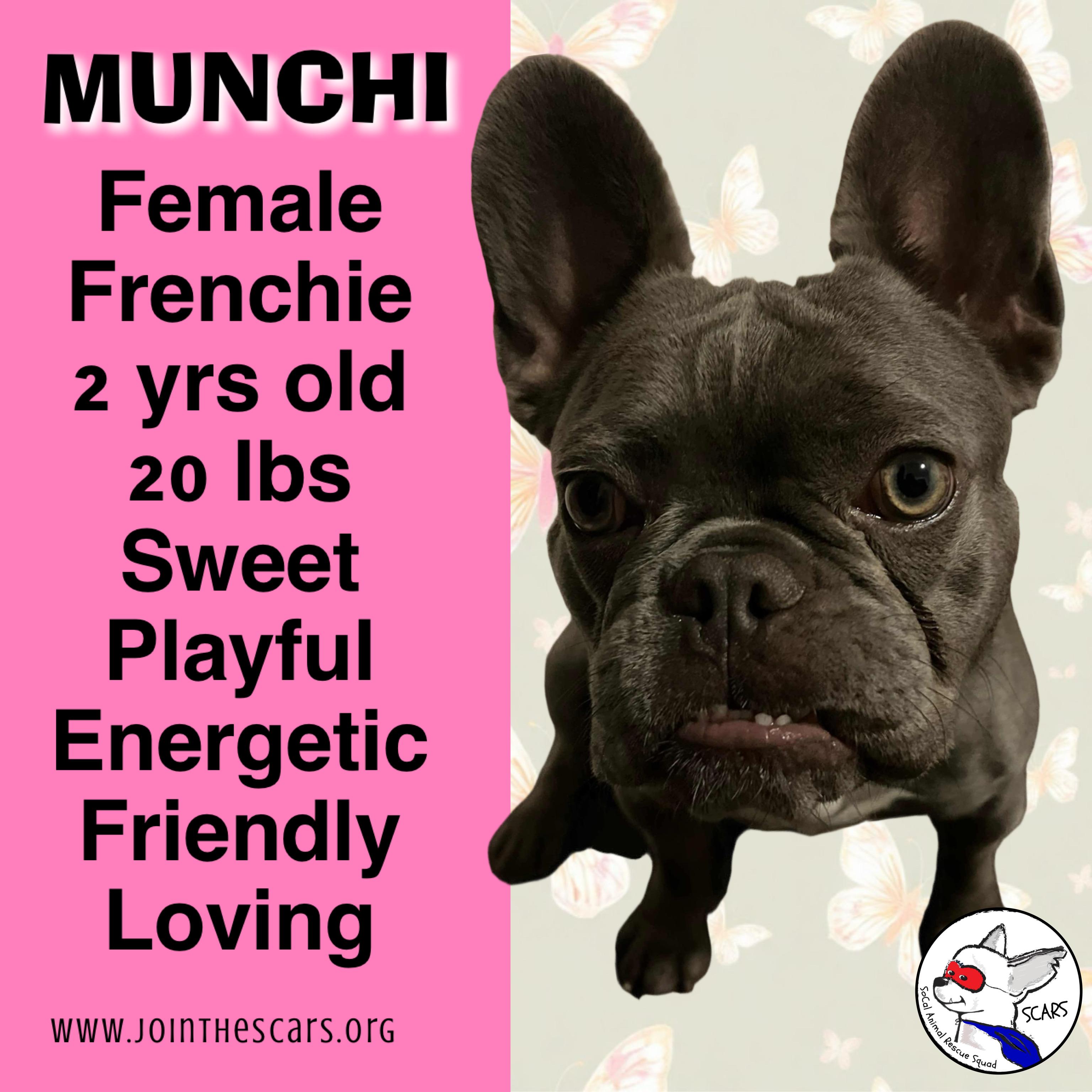 Munchie, Adoptable, Adult Female French Bulldog.