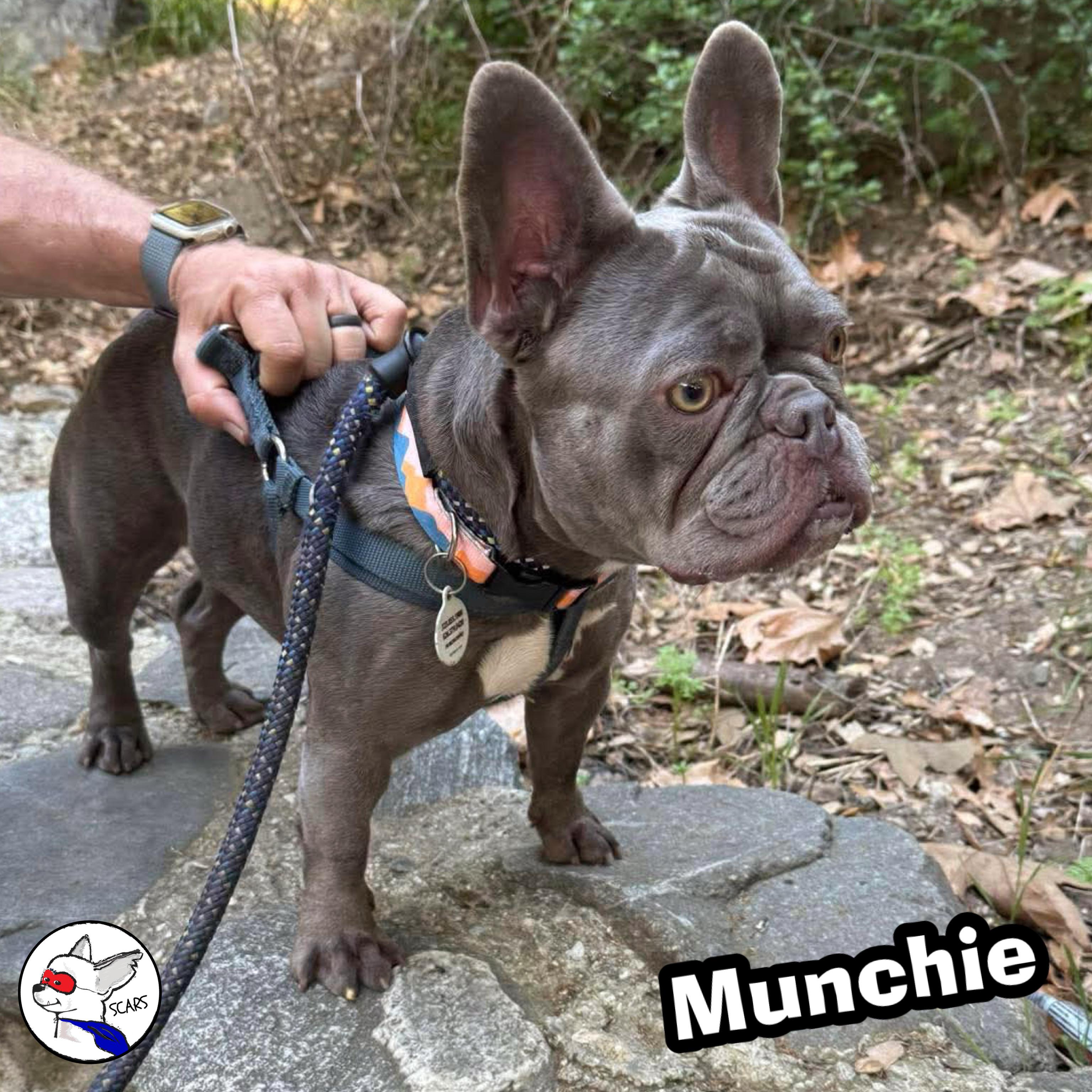 Enlarge Munchie, a Adoptable French Bulldog in Glendora, CA image 5/6