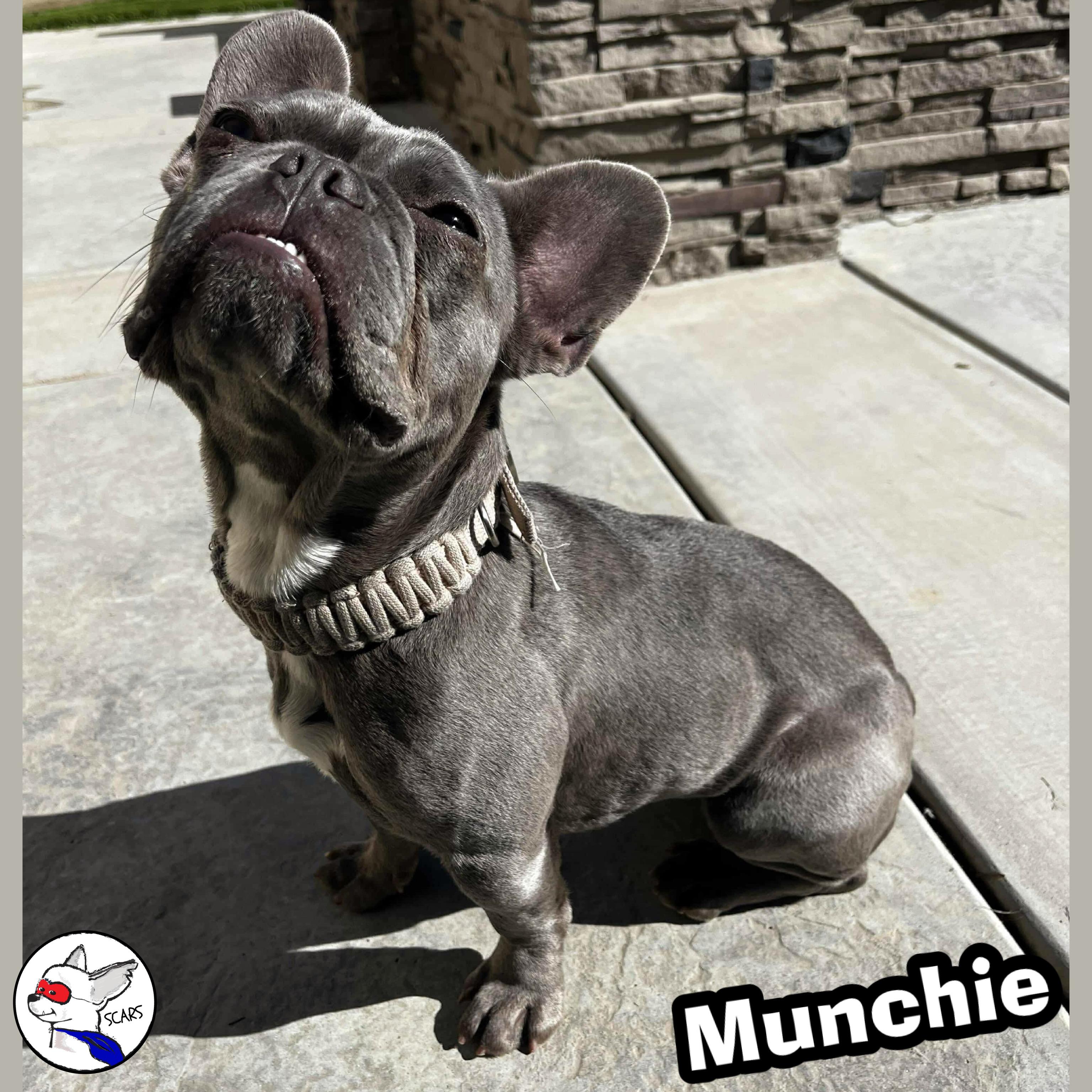 Enlarge Munchie, a Adoptable French Bulldog in Glendora, CA image 4/6