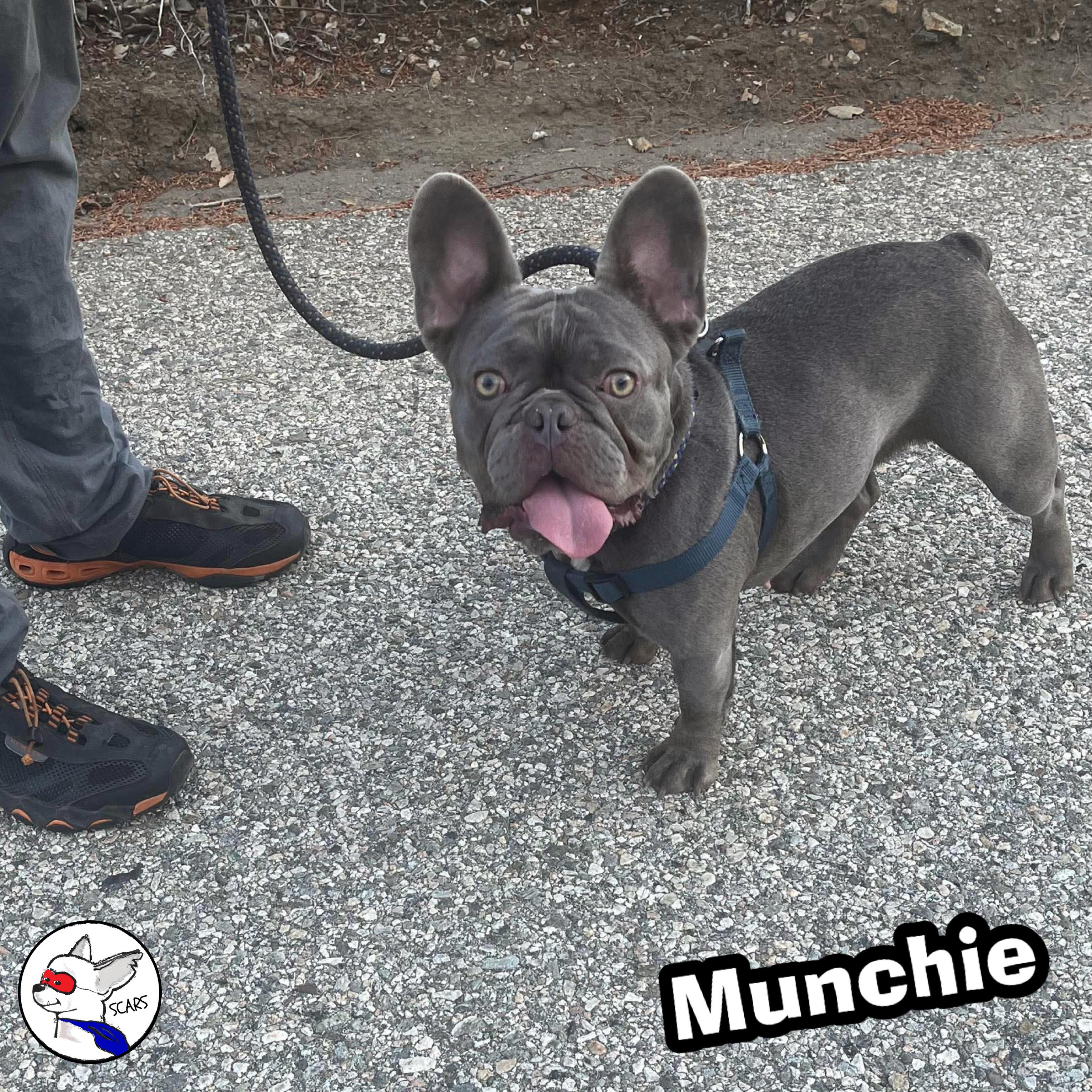 Enlarge Munchie, a Adoptable French Bulldog in Glendora, CA image 3/6