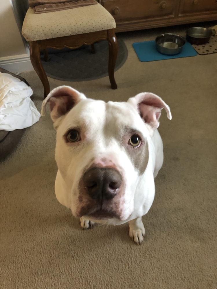 Enlarge Otter, a Adoptable American Staffordshire Terrier in West Palm Beach, FL image 1/5