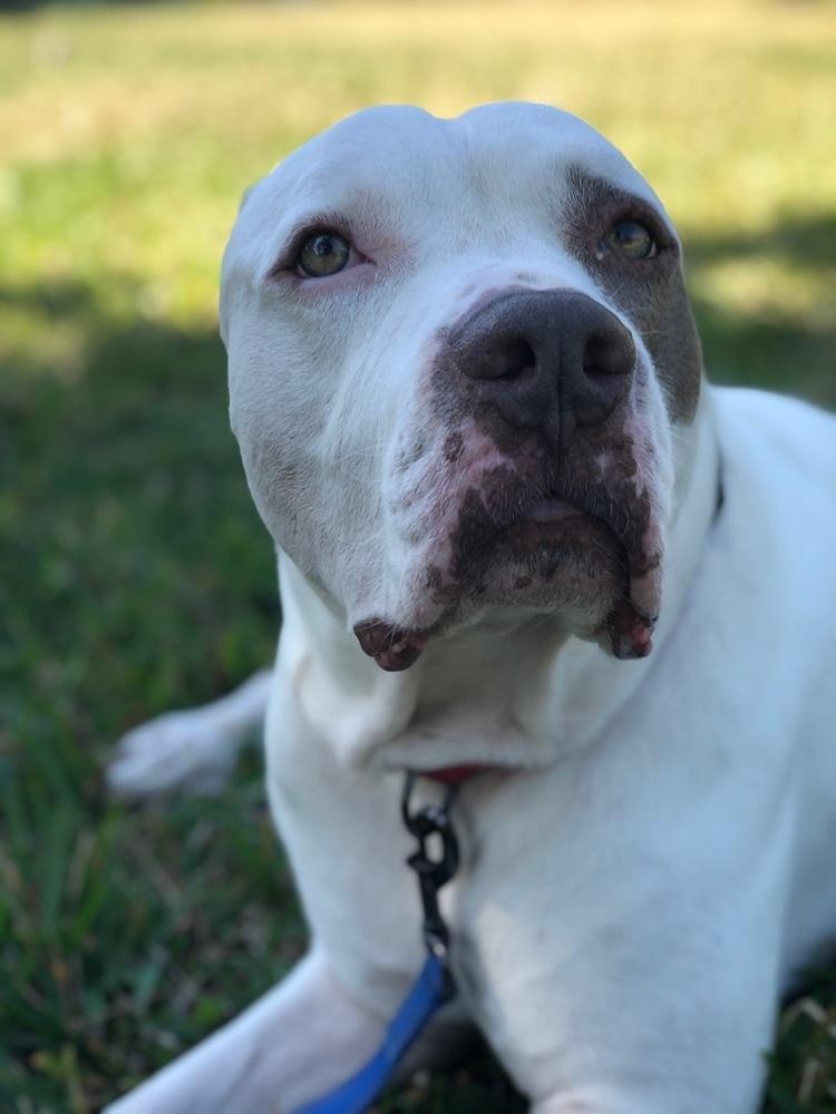 Enlarge Otter, a Adoptable American Staffordshire Terrier in West Palm Beach, FL image 2/5