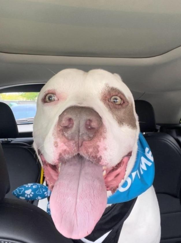 Otter, Adoptable, Adult Male American Staffordshire Terrier.