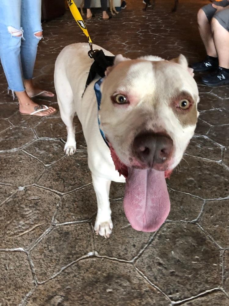 Enlarge Otter, a Adoptable American Staffordshire Terrier in West Palm Beach, FL image 4/5