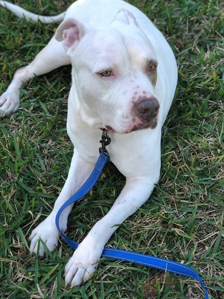 Enlarge Otter, a Adoptable American Staffordshire Terrier in West Palm Beach, FL image 5/5