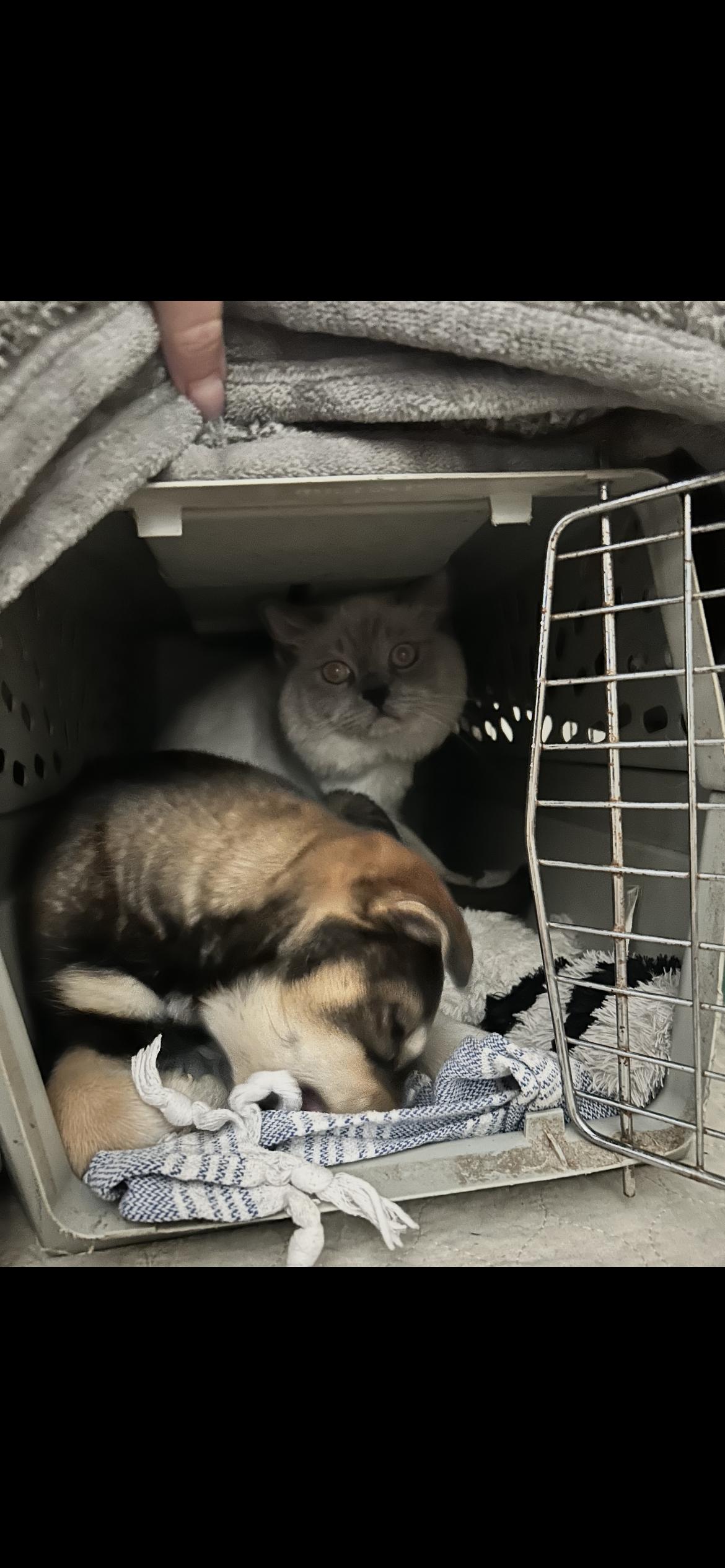 Enlarge Maple, a Adoptable mixed breed in Omaha, NE image 3/6